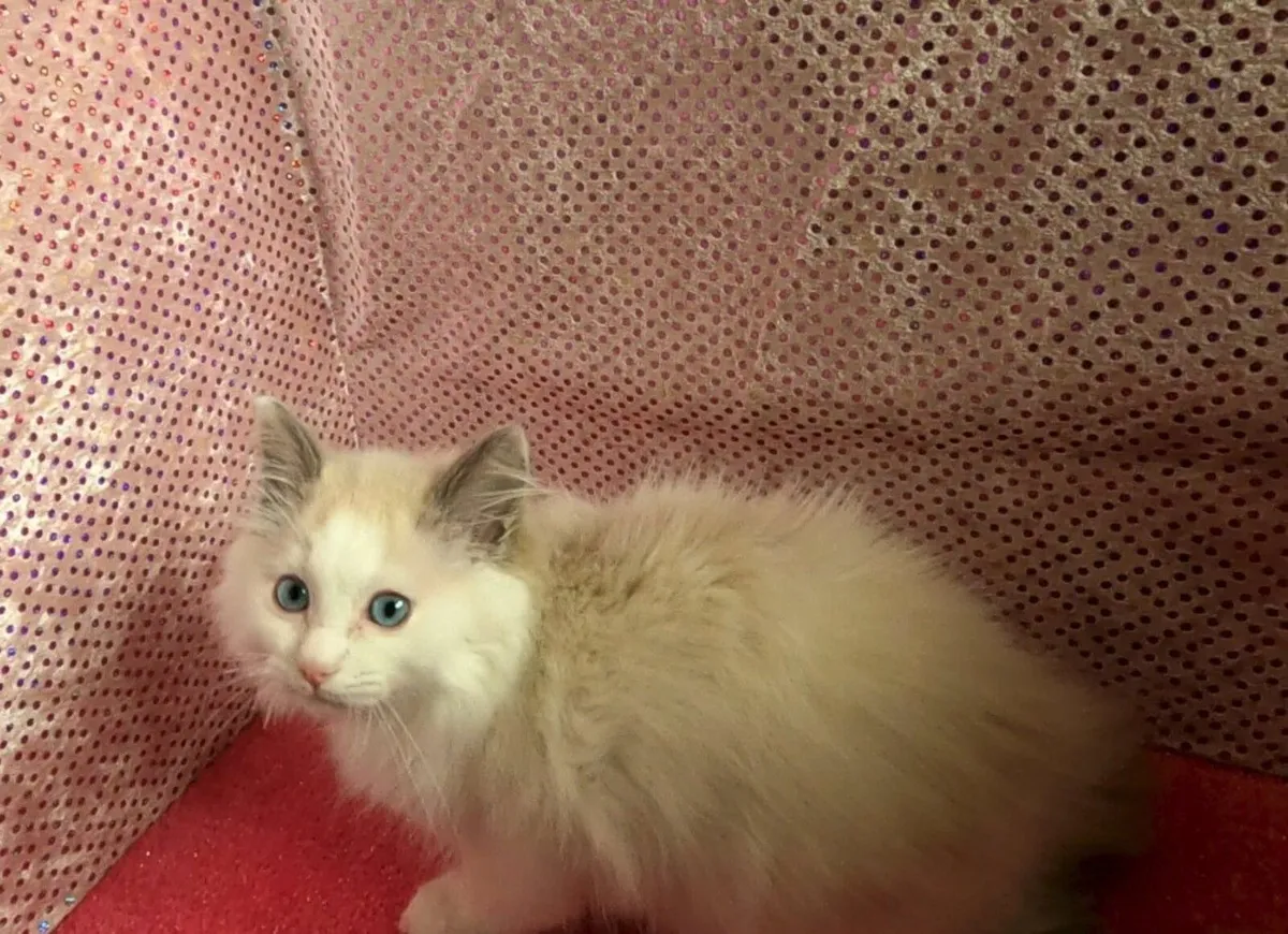💙 Pedigree Neutered Ragdoll Kitten 💙 - Image 2