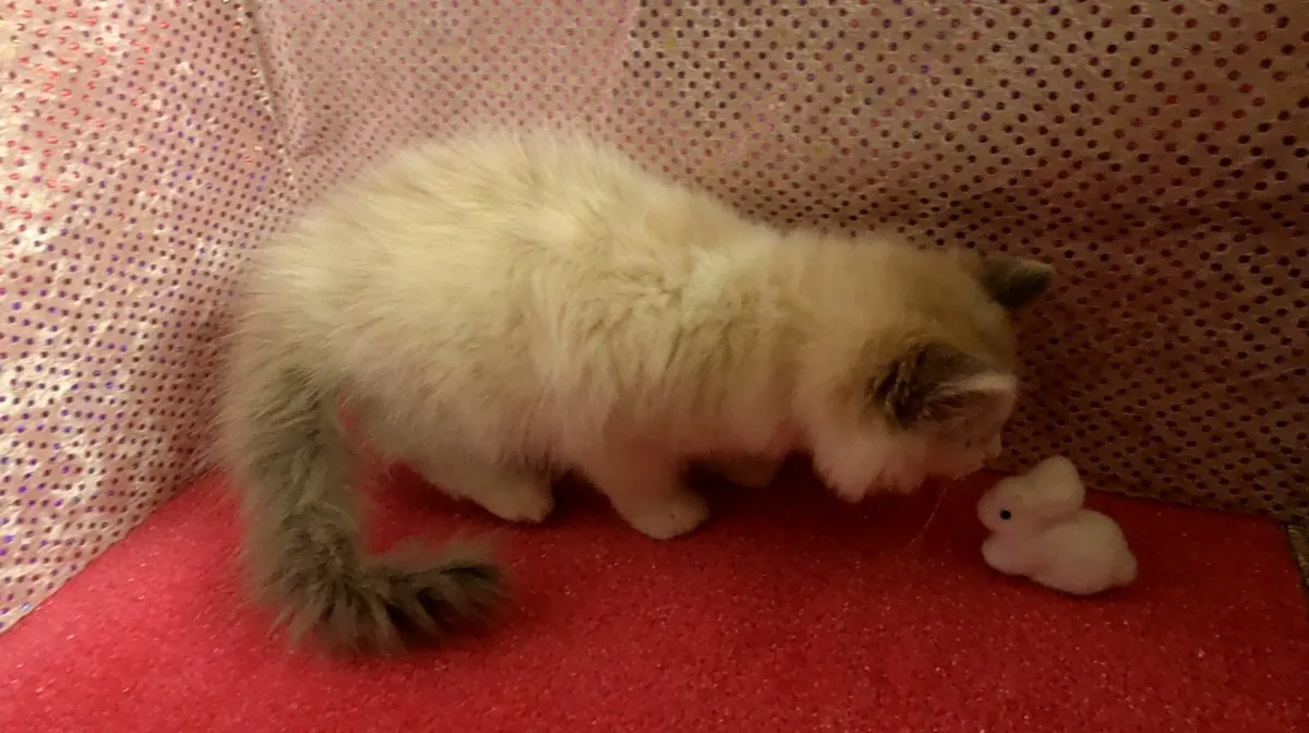 💙 Pedigree Neutered Ragdoll Kitten 💙 - Image 3