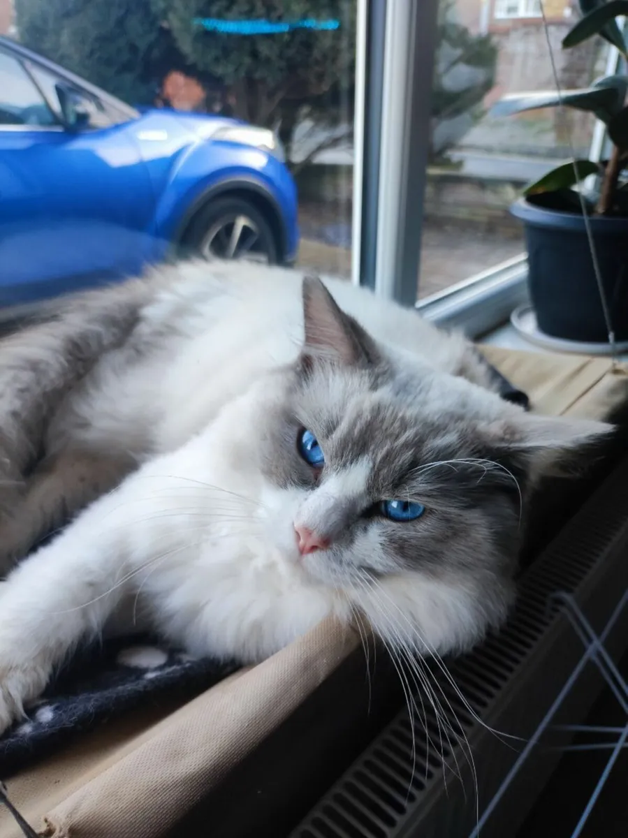 💙 Pedigree Neutered Ragdoll Kitten 💙 - Image 4