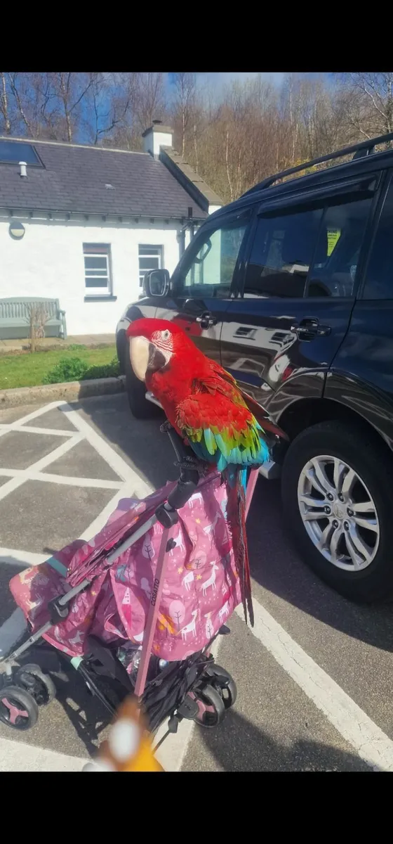 1 year Old Greenwing Macaw tame - Image 1