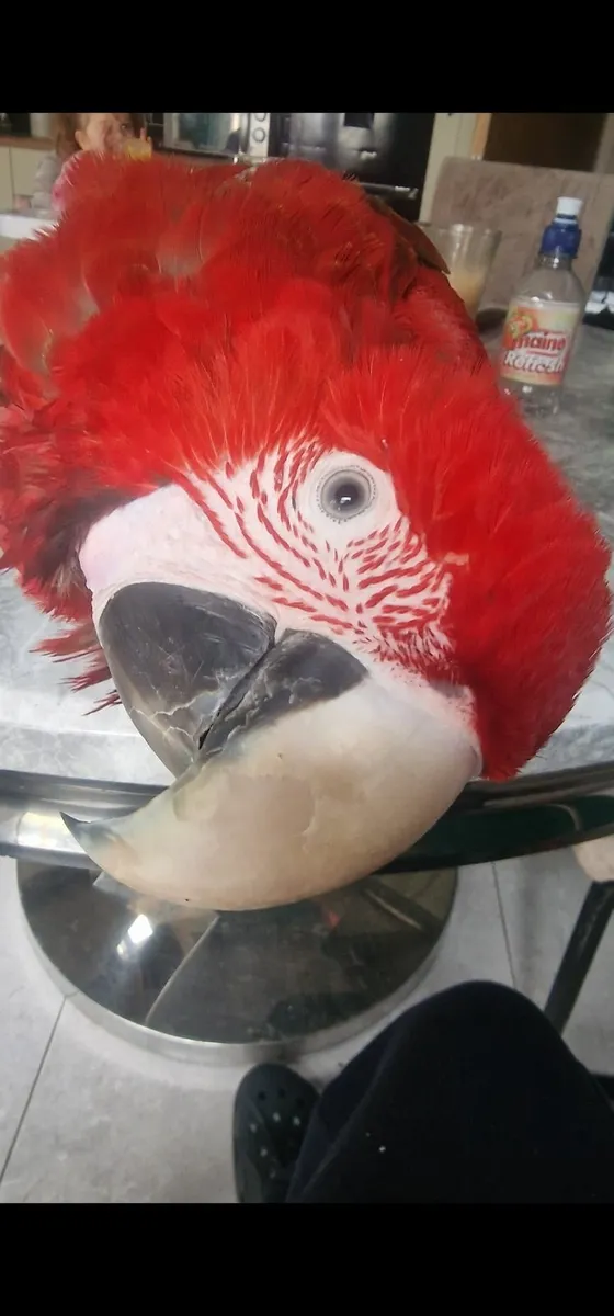 1 year Old Greenwing Macaw tame - Image 2