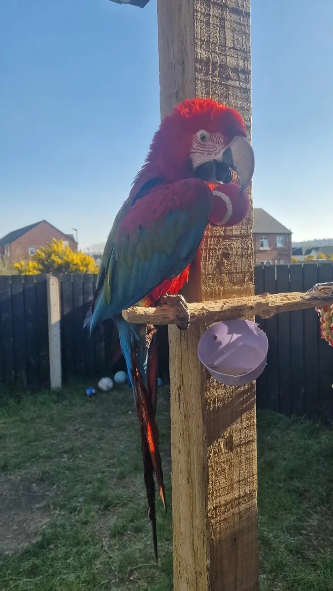 1 year Old Greenwing Macaw tame - Image 3