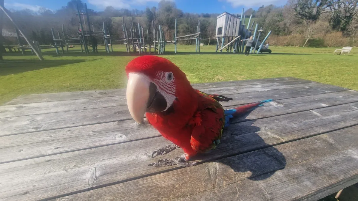 1 year Old Greenwing Macaw tame - Image 4