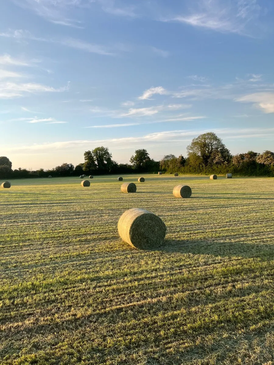 new grass May Hay - Image 1
