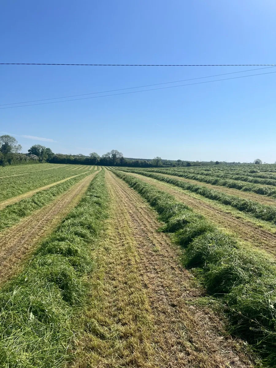 new grass May Hay - Image 2