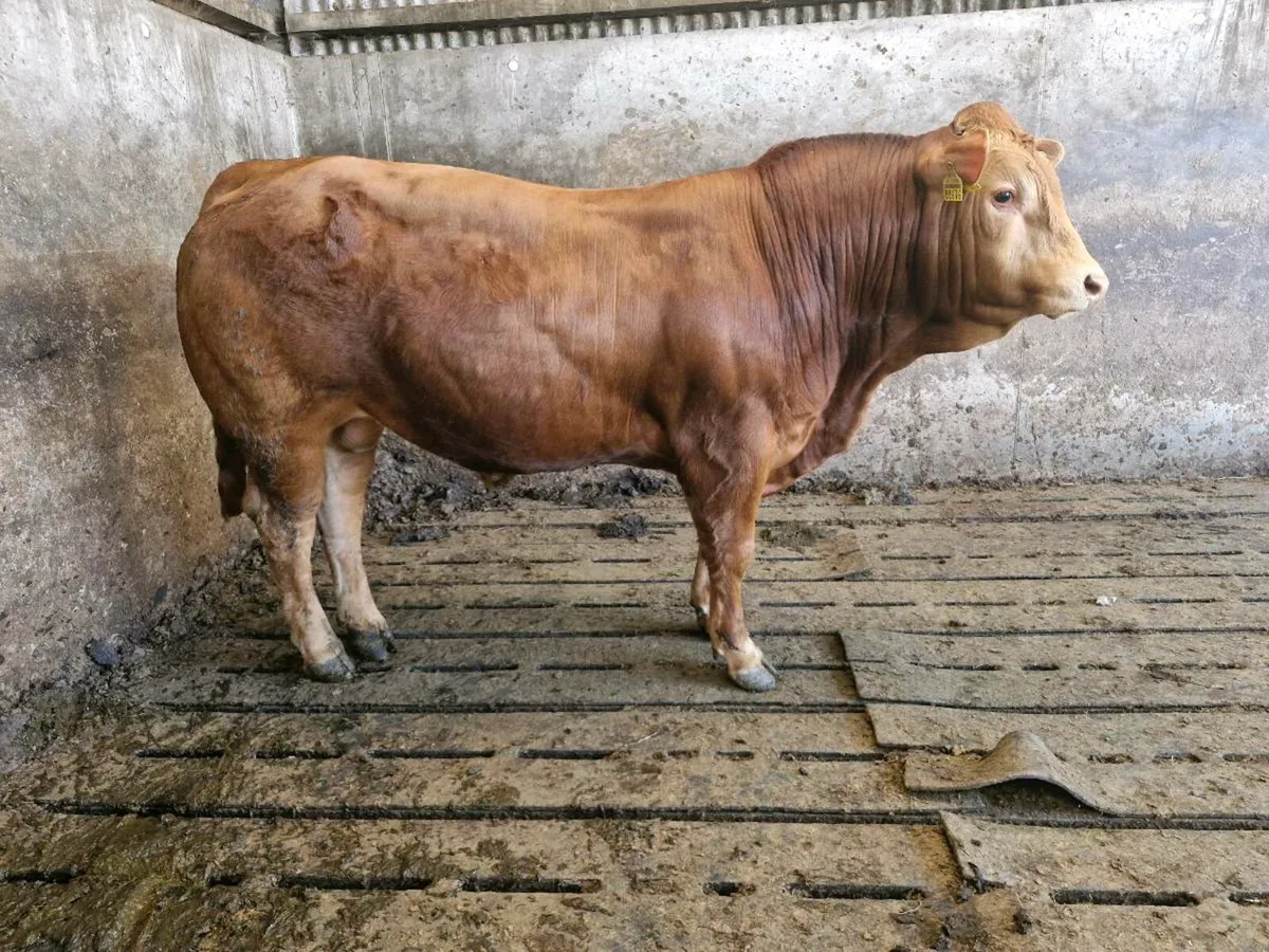 Bull - Image 1