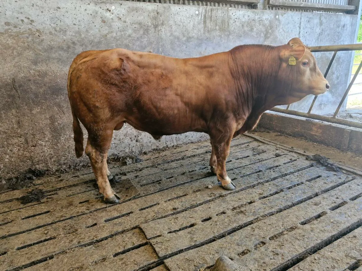 Bull - Image 2