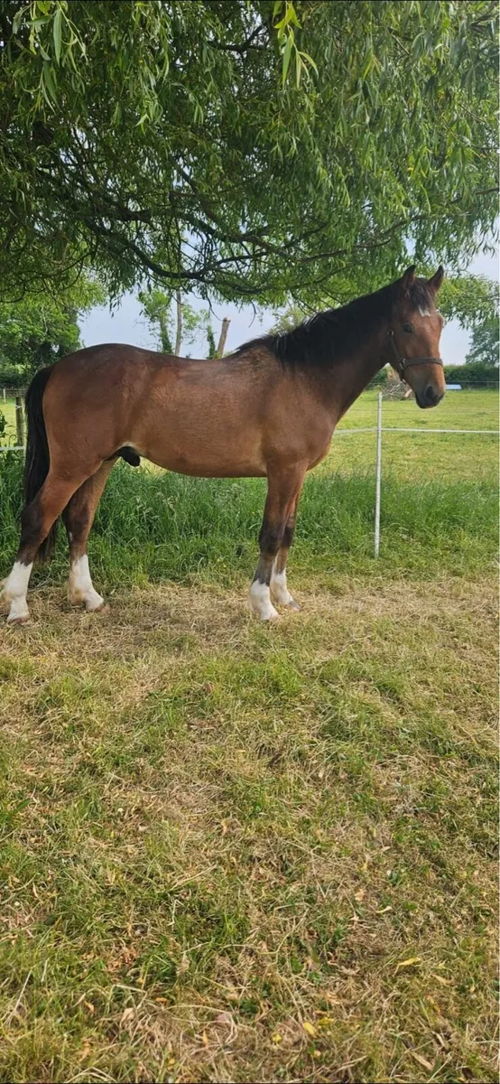 Irish draught colt - Image 1