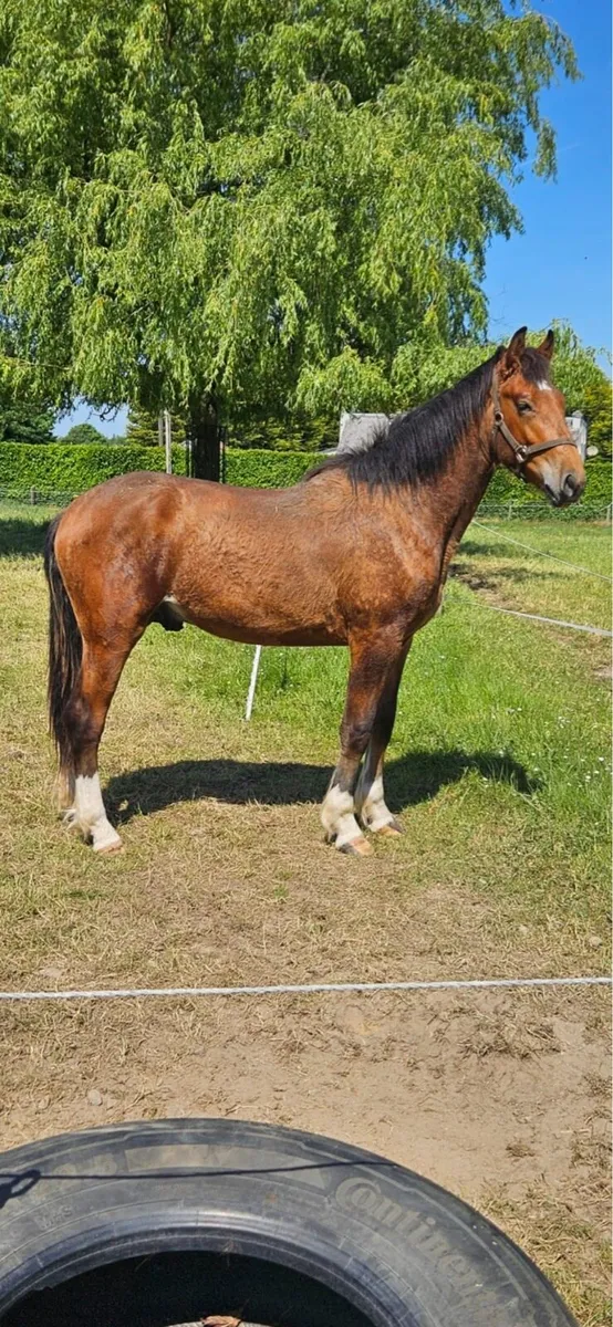 Irish draught colt - Image 2