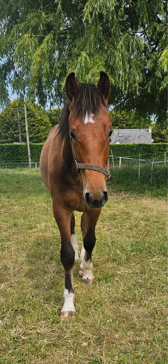 Irish draught colt - Image 3