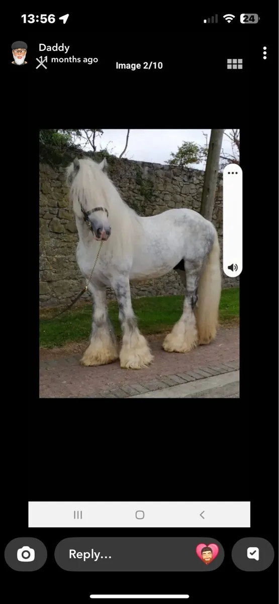 Yearling fully for sale - Image 3