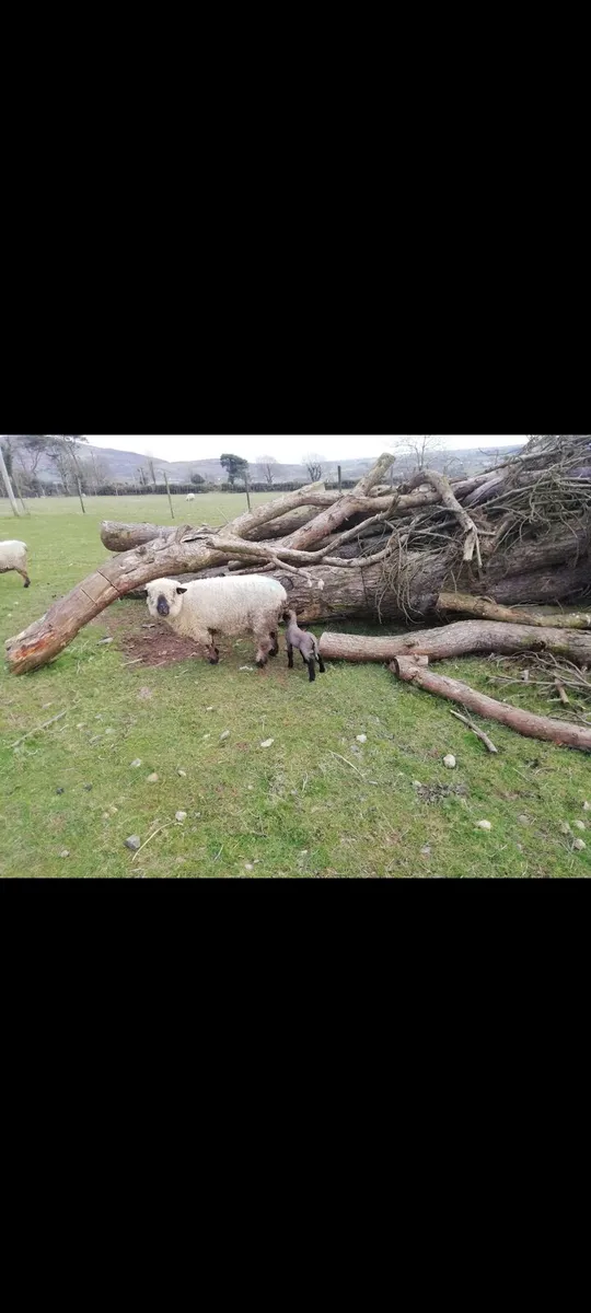 Pedigree Hampshire down - Image 2