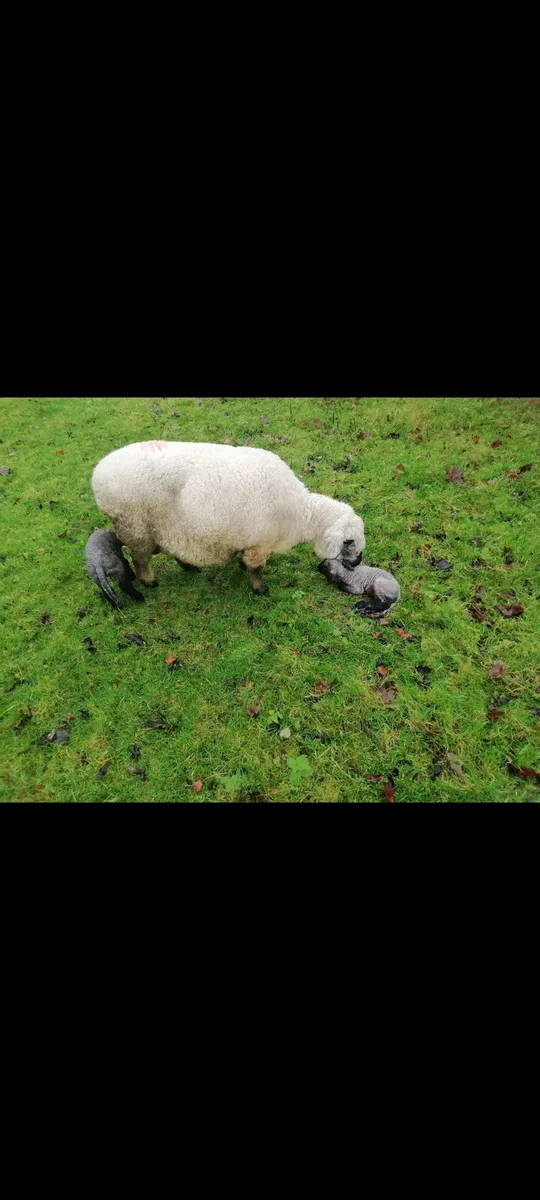 Pedigree Hampshire down - Image 4