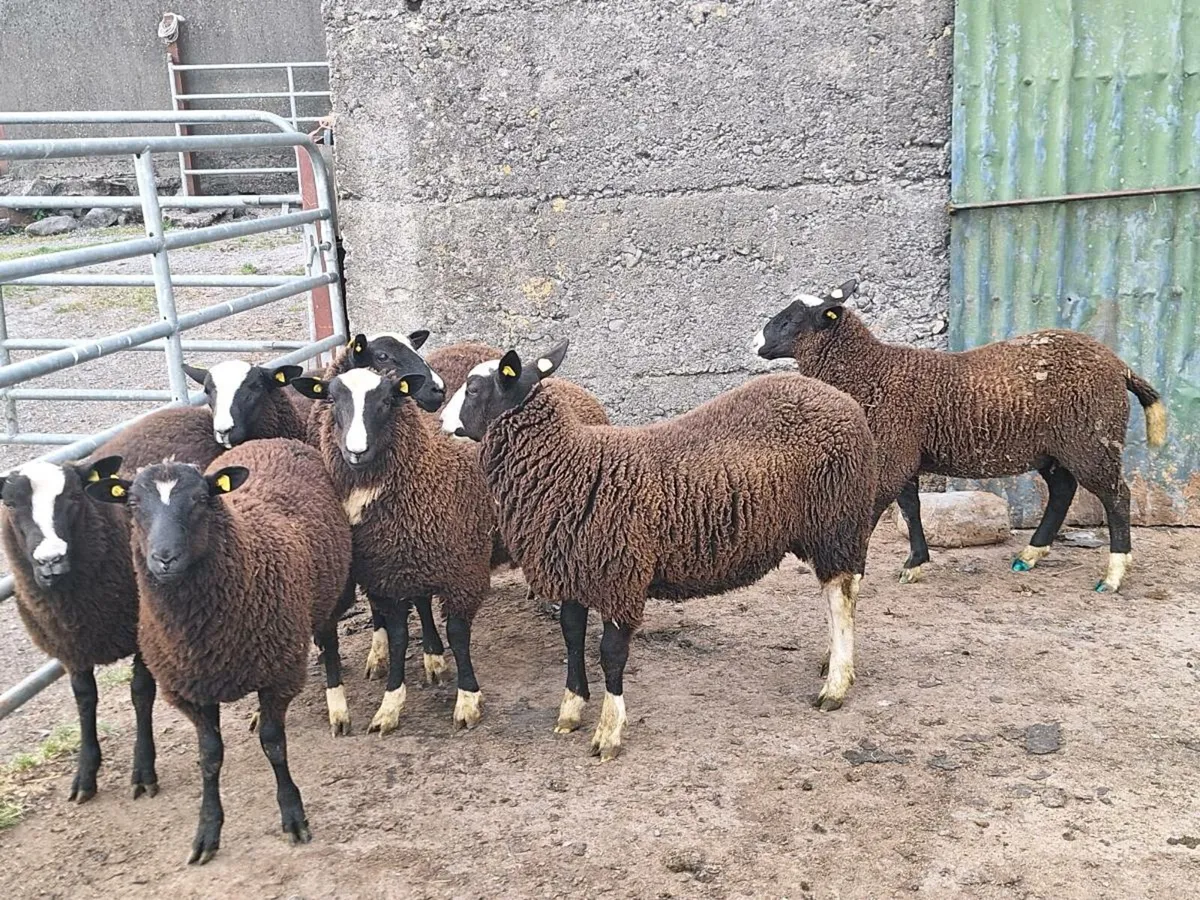 Lambs - Image 1