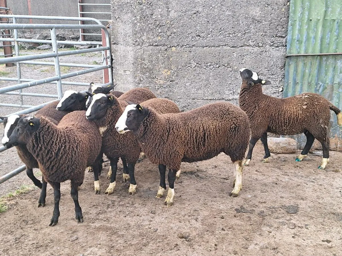 Lambs - Image 2