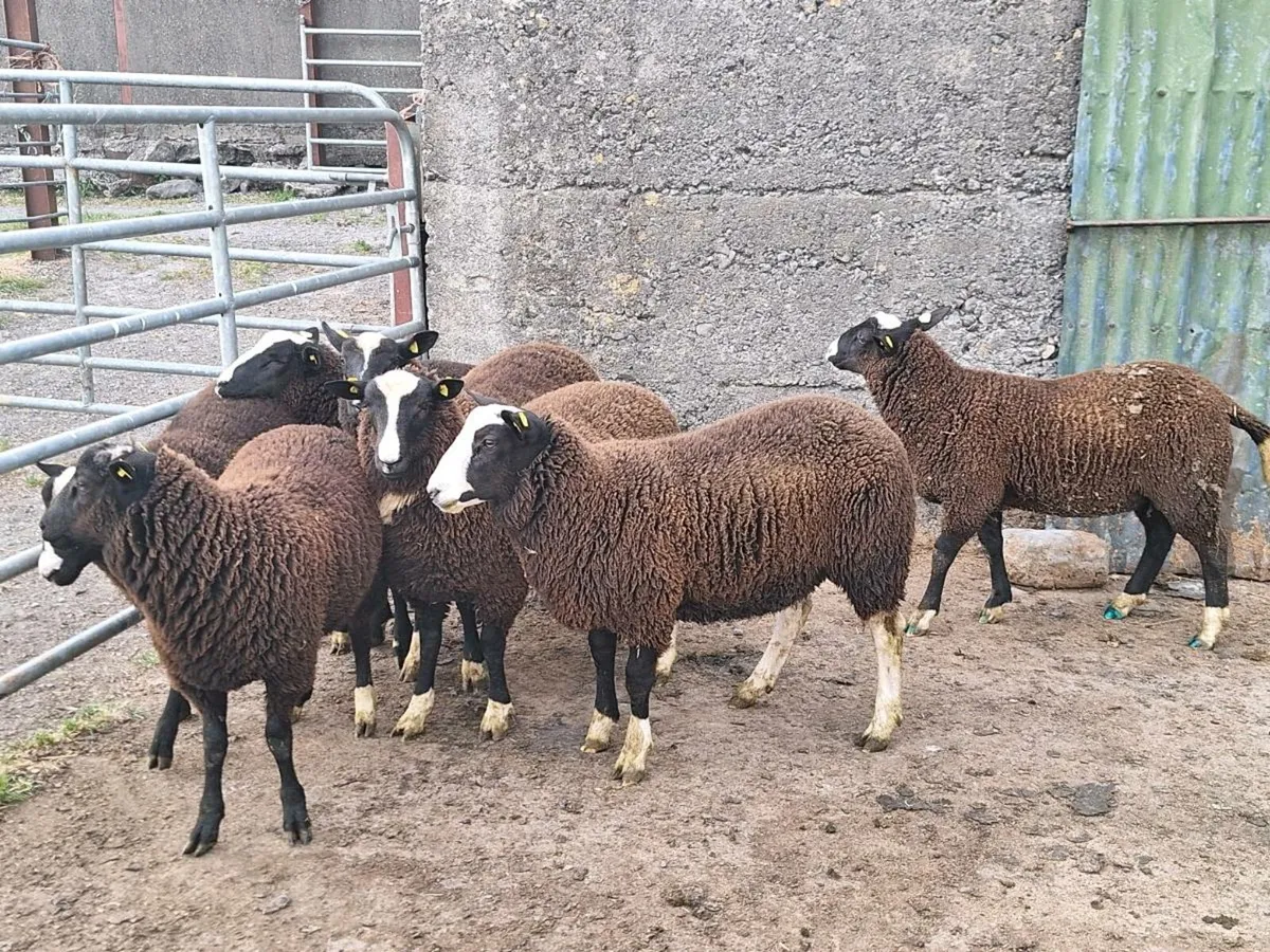 Lambs - Image 3