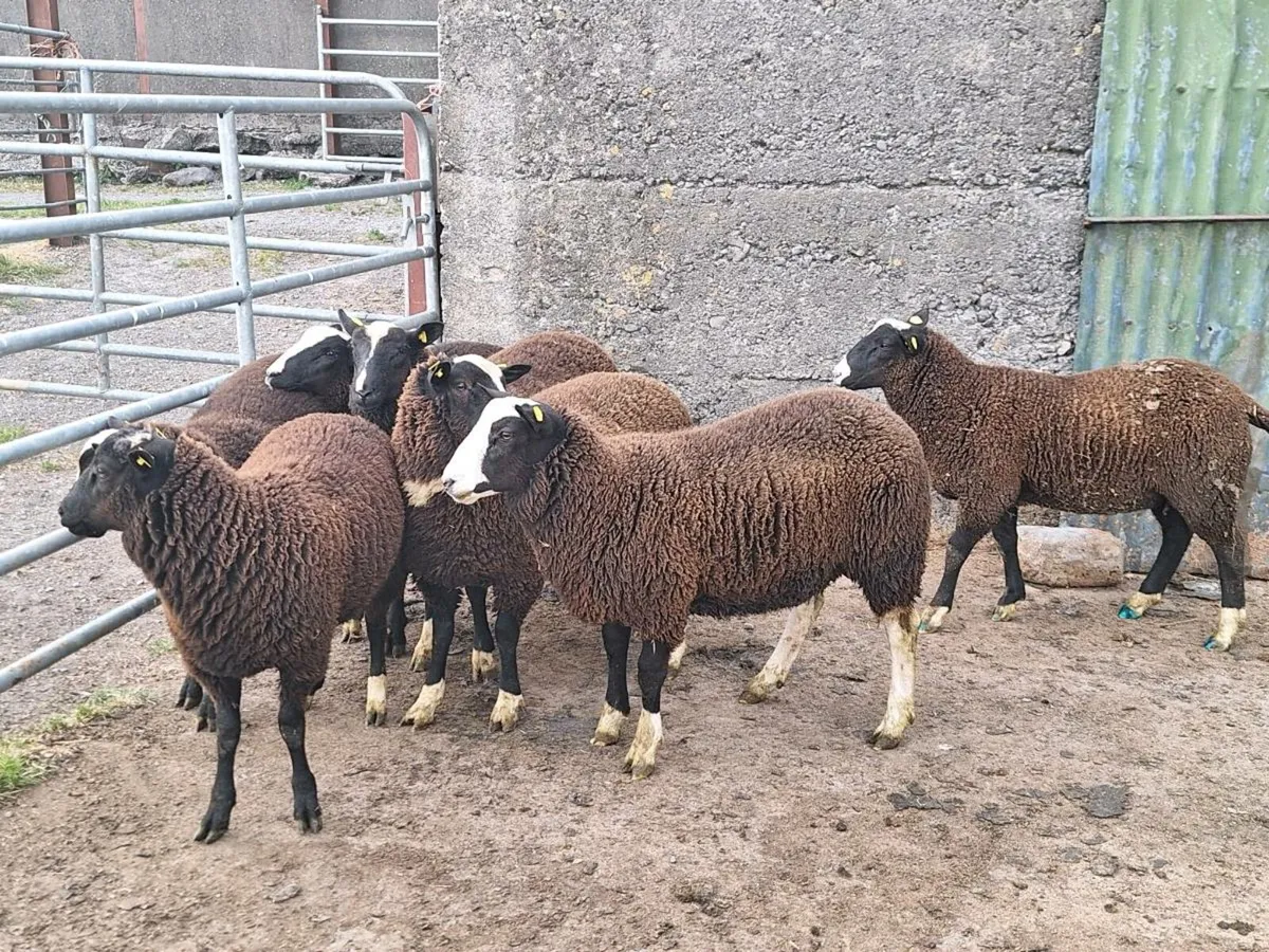 Lambs - Image 4