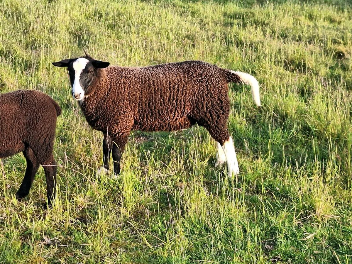 Lambs - Image 1