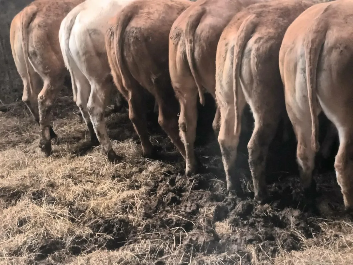 8  Top quailty U Grade   LMX Heifer's for sale - Image 1