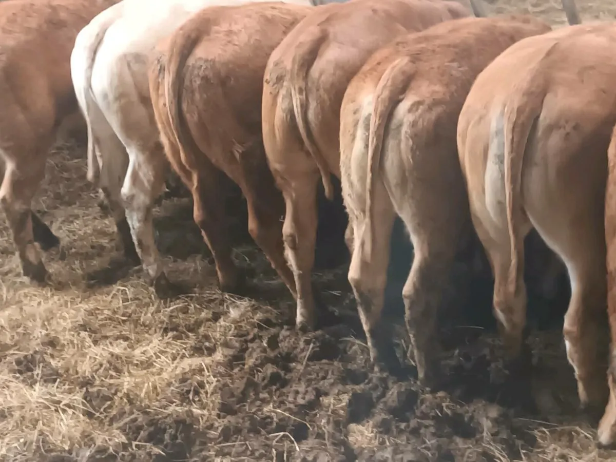 8  Top quailty U Grade   LMX Heifer's for sale - Image 2
