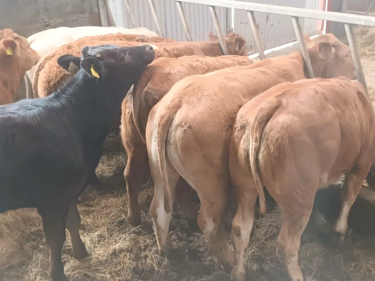 8  Top quailty U Grade   LMX Heifer's for sale - Image 3