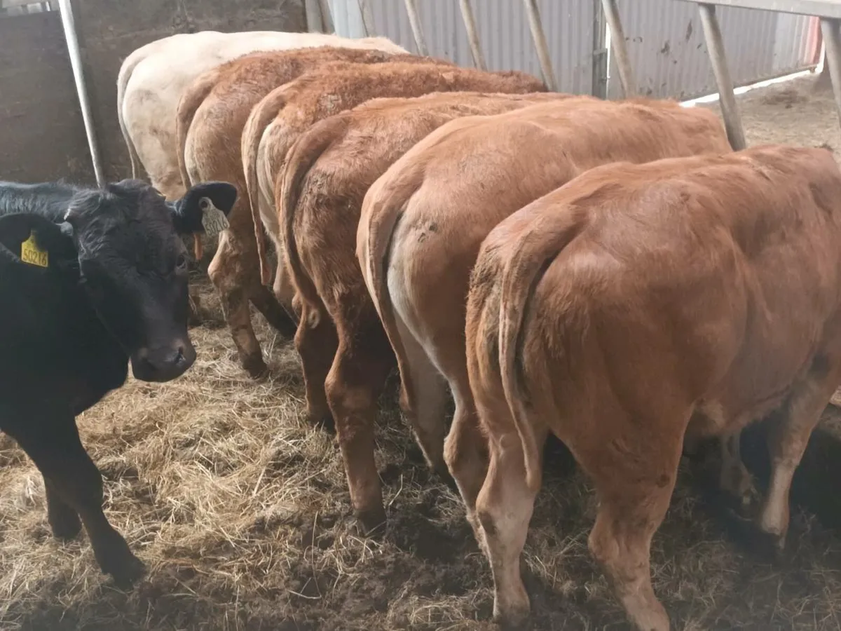 8  Top quailty U Grade   LMX Heifer's for sale - Image 4