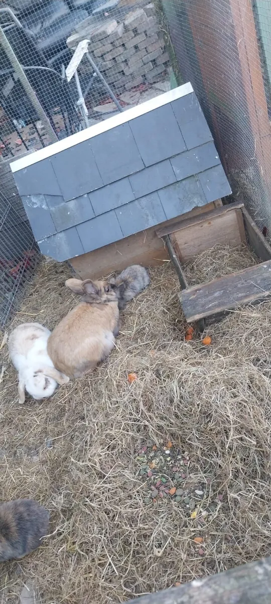 Rabits - Image 2