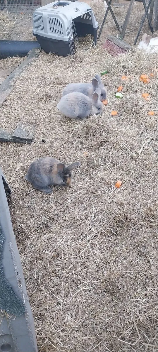 Rabits - Image 1