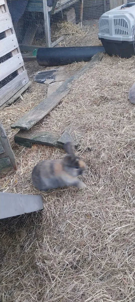 Rabits - Image 3