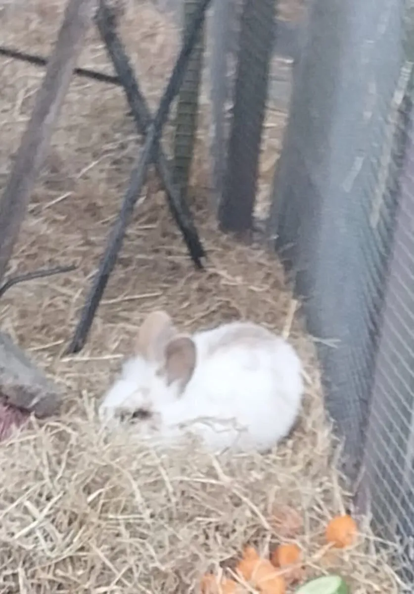 Rabits - Image 4