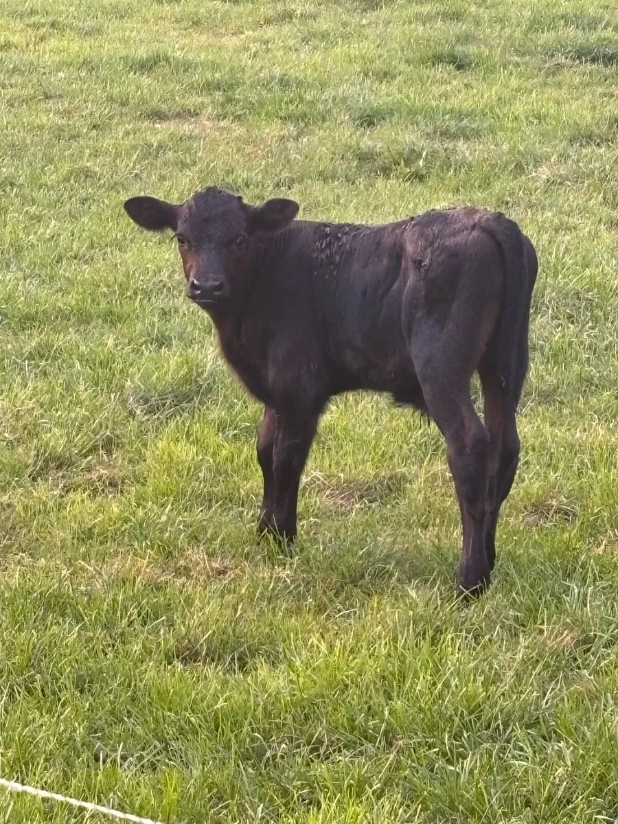 Bull calfs - Image 1