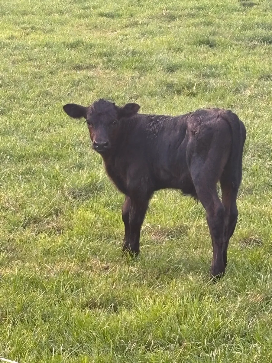 Bull calfs - Image 2