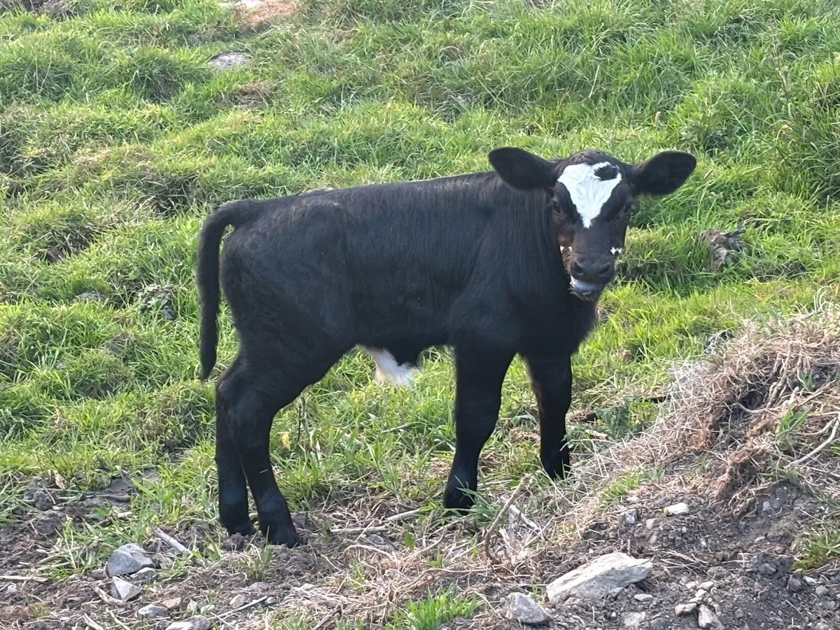 Bull calfs - Image 3