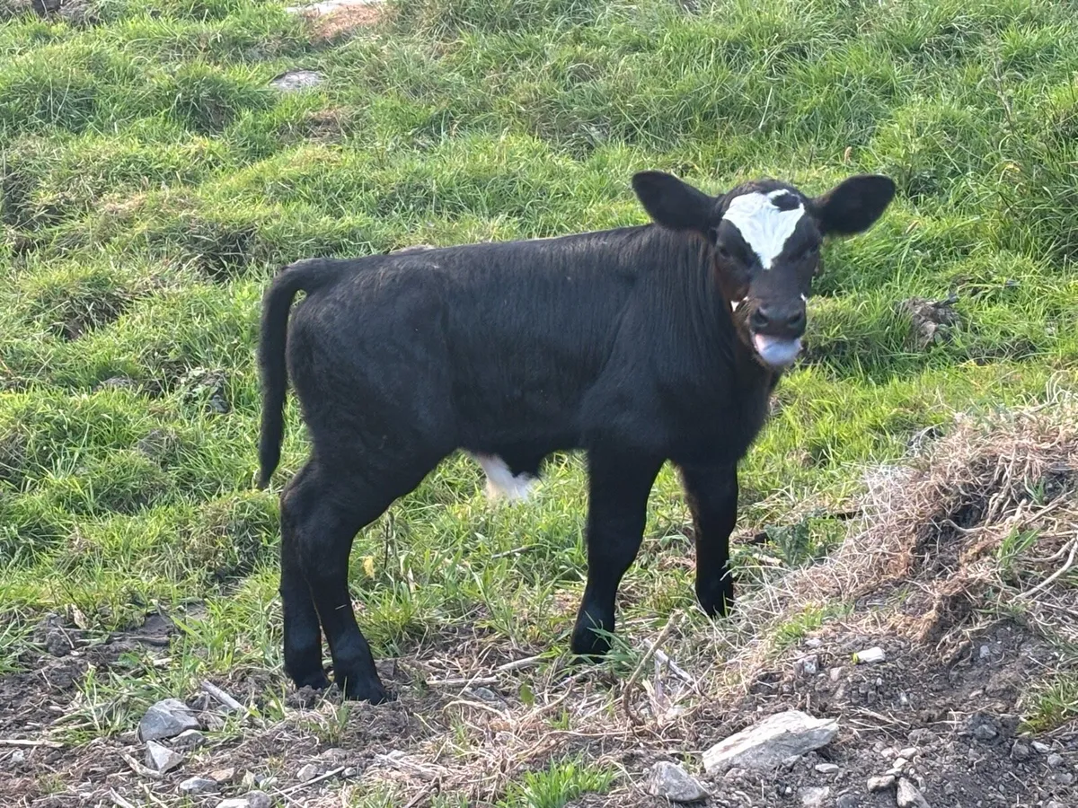 Bull calfs - Image 4