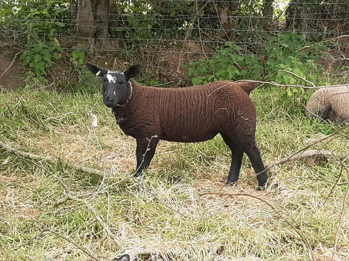 Smashing ewe lambs - Image 1