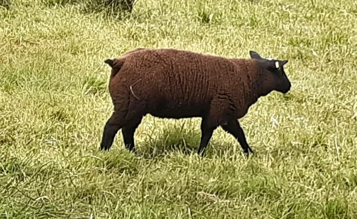 Smashing ewe lambs - Image 3