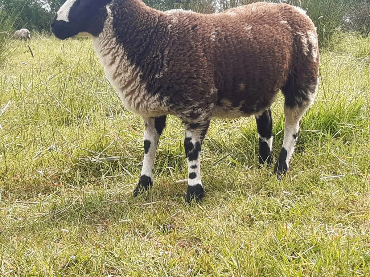 Smashing ewe lambs - Image 4