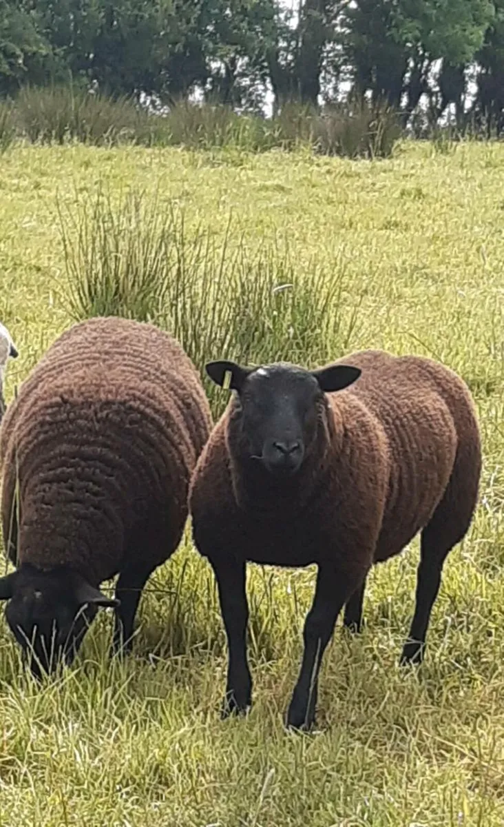Smashing ewe lambs - Image 2