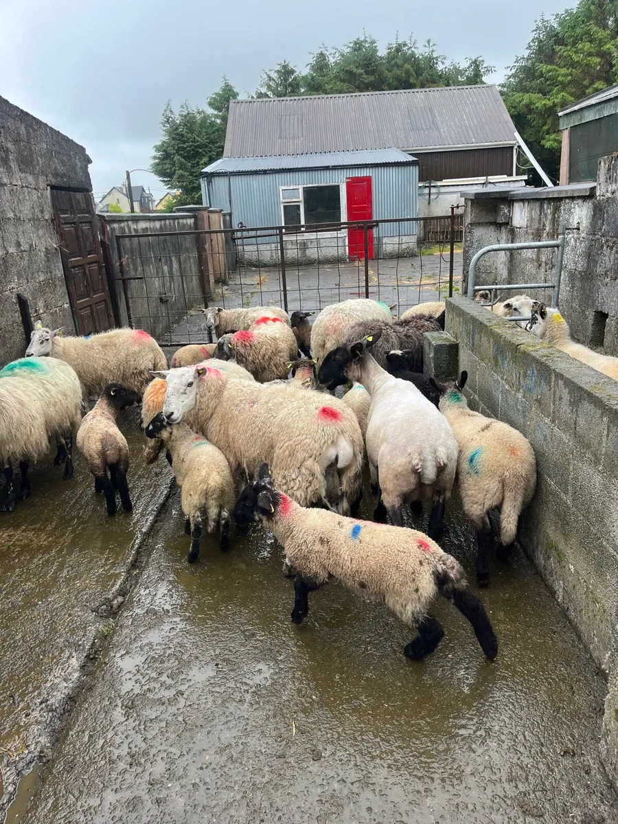 💥24 ewes 36 lambs 💥 - Image 1