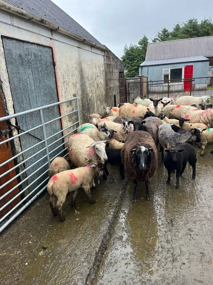 💥24 ewes 36 lambs 💥 - Image 2