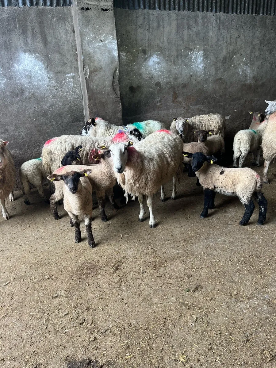 💥24 ewes 36 lambs 💥 - Image 3