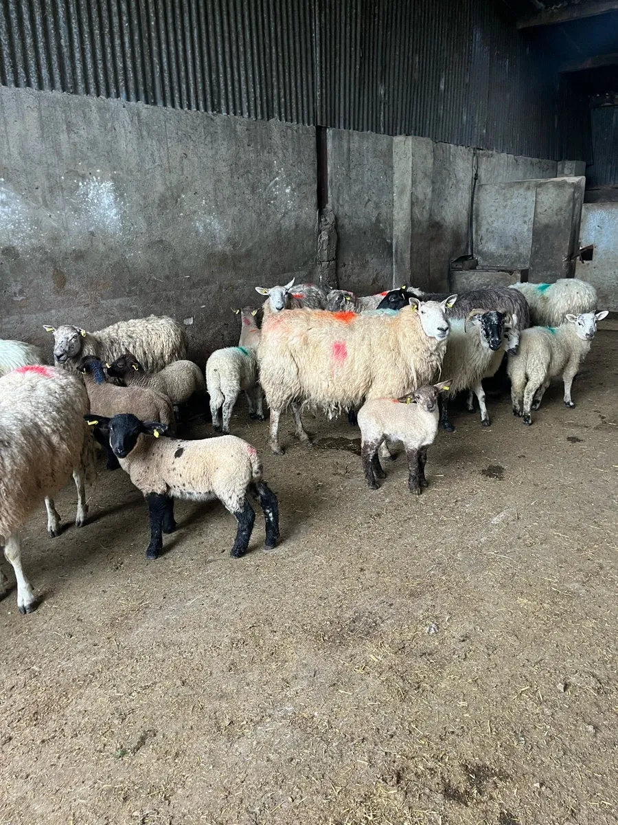 💥24 ewes 36 lambs 💥 - Image 4