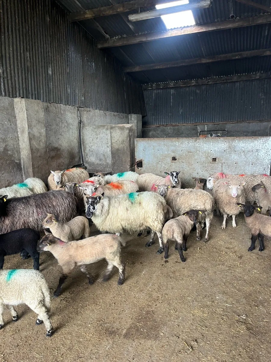 💥24 ewes 36 lambs 💥 - Image 4