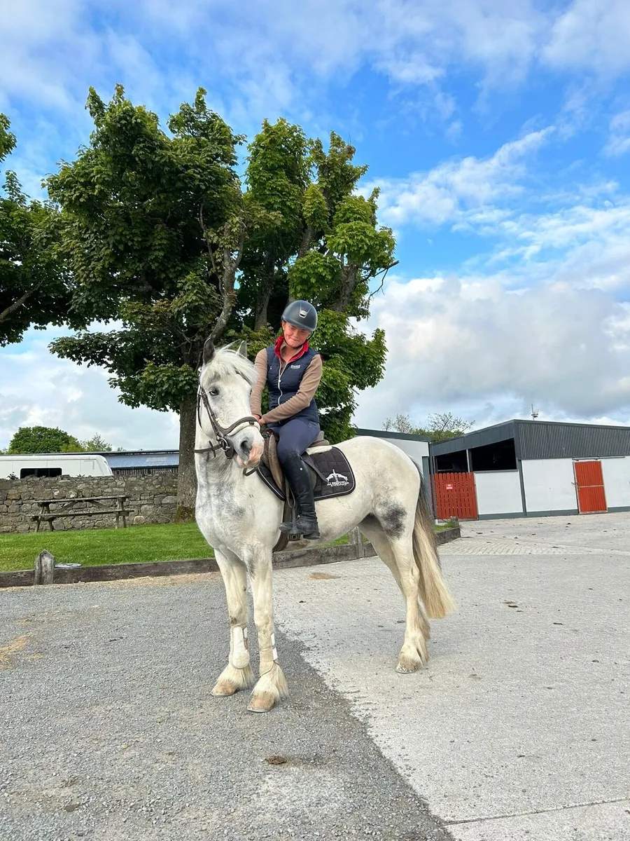 🌟 Daisy 13.2 4 year old mare 🌟 - Image 1