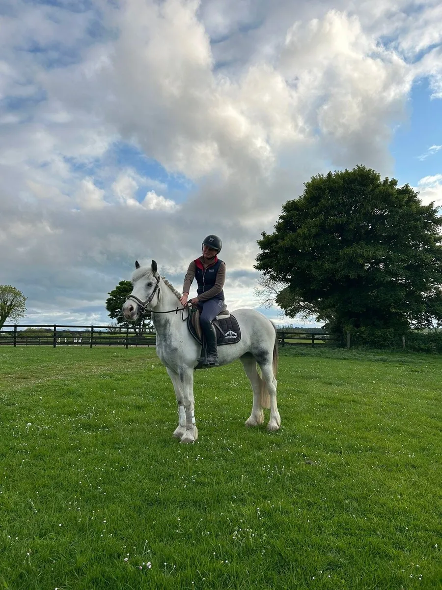 🌟 Daisy 13.2 4 year old mare 🌟 - Image 2