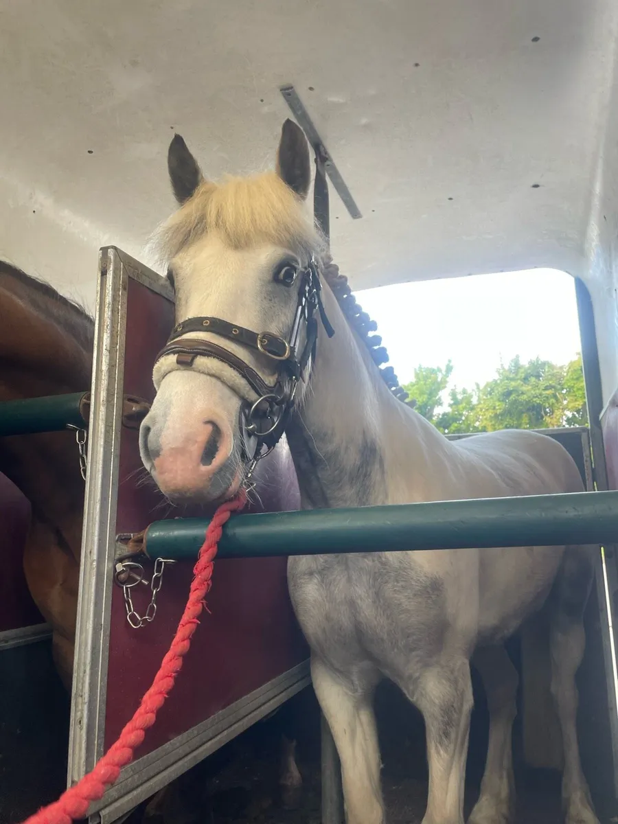 🌟 Daisy 13.2 4 year old mare 🌟 - Image 3