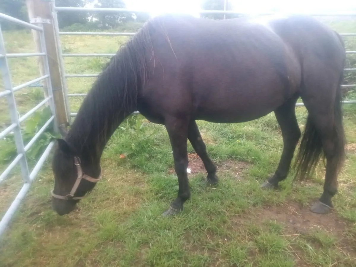 Connemara mare - Image 2