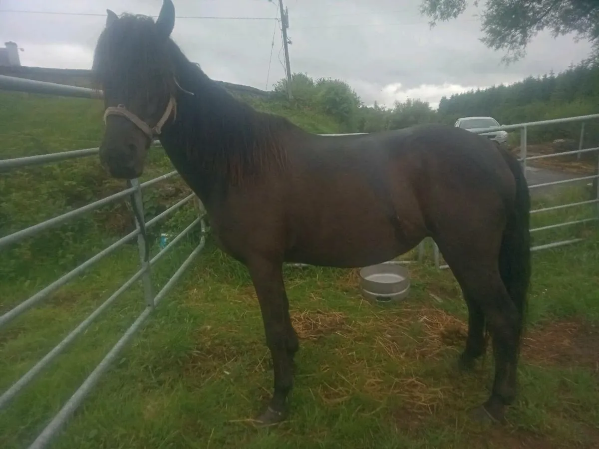 Connemara mare - Image 4