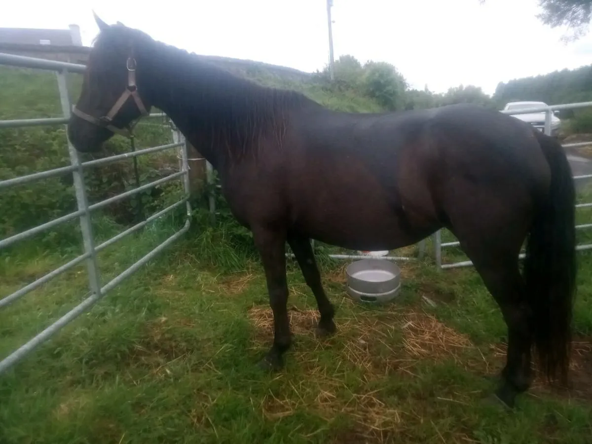 Connemara mare - Image 1