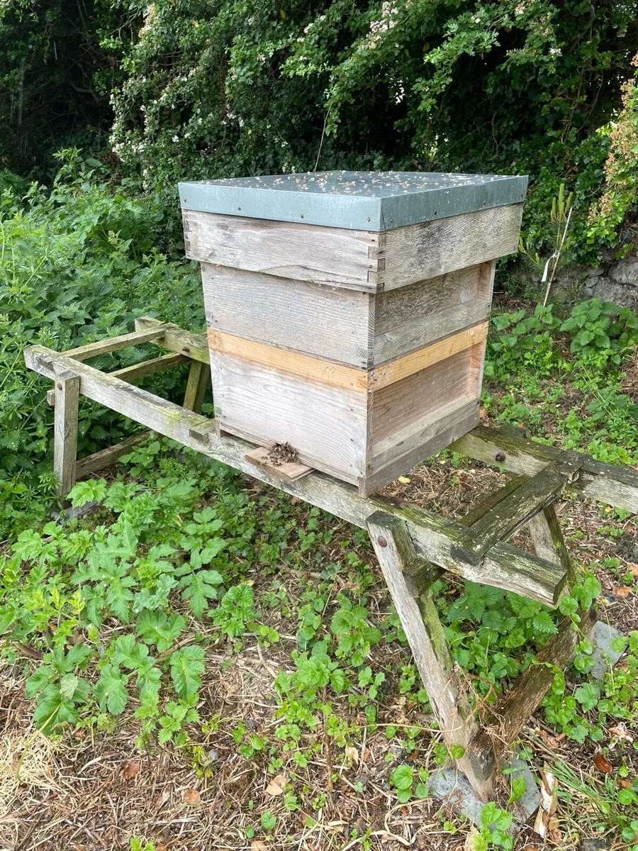 Honey Bees - Image 1
